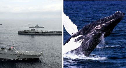 Environmentalists fire legal volley at Navy over war games