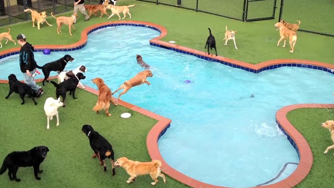 News on Main: Pet Paradise has found success in a profitable niche market, despite a tough economy. But when it comes to growth, pet businesses can face a unique set of challenges.