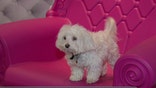 D Pet Hotel owner Kerry Brown on the growing popularity of luxury dog hotels.