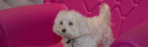D Pet Hotel owner Kerry Brown on the growing popularity of luxury dog hotels.