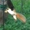 Hungry squirrel gets ride of its life
