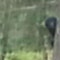 Two men spot a mystery creature at national park in Holland