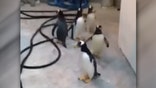 Busted: Zookeeper thwarts penguins' brazen escape attempt