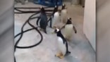 Busted: Zookeeper thwarts penguins' brazen escape attempt