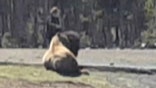 'Is she stupid?' Shocked park visitors watch woman pet bison