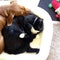 Dog and quadriplegic cat are inseparable