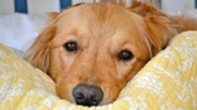 Retrievers to help find cancer cure