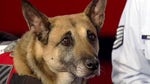 'Glory Hounds' puts spotlight on four-legged heroes