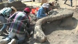 Raw video: Archaeologists claim discovery is most complete, well-preserved set of mammoth bones ever found in Mexico