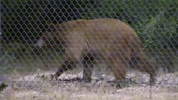 Cub released into national forest after wild night on the prowl