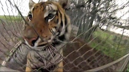 Exotic animals neglected