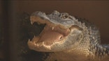 Luckily no one was hurt, when a south Florida family spotted an alligator at their front door.