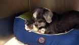 Nurses the kitten as her own