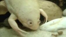 Invasive African clawed frogs test positive for killer fungus, threaten to wipe out native species