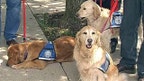 Animals comfort tornado victims