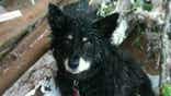 Moore residents hope to reunite with beloved animals