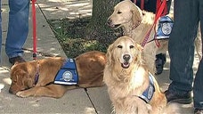 Animals comfort tornado victims