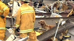 Animals from St. Louis assist rescue and recovery efforts