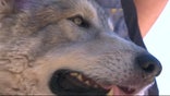 Officials place dog in another facility