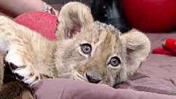Busch Gardens working to protect iconic species