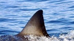Curious vacationers head out to Cape Cod