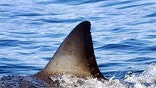 Curious vacationers head out to Cape Cod
