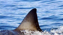 Curious vacationers head out to Cape Cod