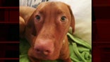 Fido favored over felines in poll