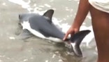 Baby shark rescued by beachgoers