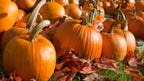 Pumpkin seeds are used in many Latin dishes to thicken sauces, but they are also packed with healthy vitamins and minerals. Chef Ingrid Hoffmann shares some recipes from her new book “Latin D’lite” that are perfect for the fall season