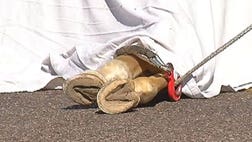 Accident claims two loose animals