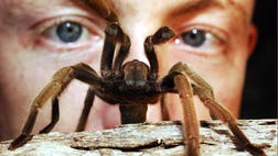 Mating season makes for pesky spiders