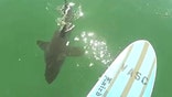 Great white shark gives paddle surfer quite a scare