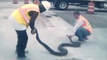 Huge python found at construction site tries to bite workers