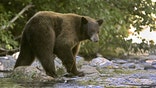PETA blasts bear mauling victim