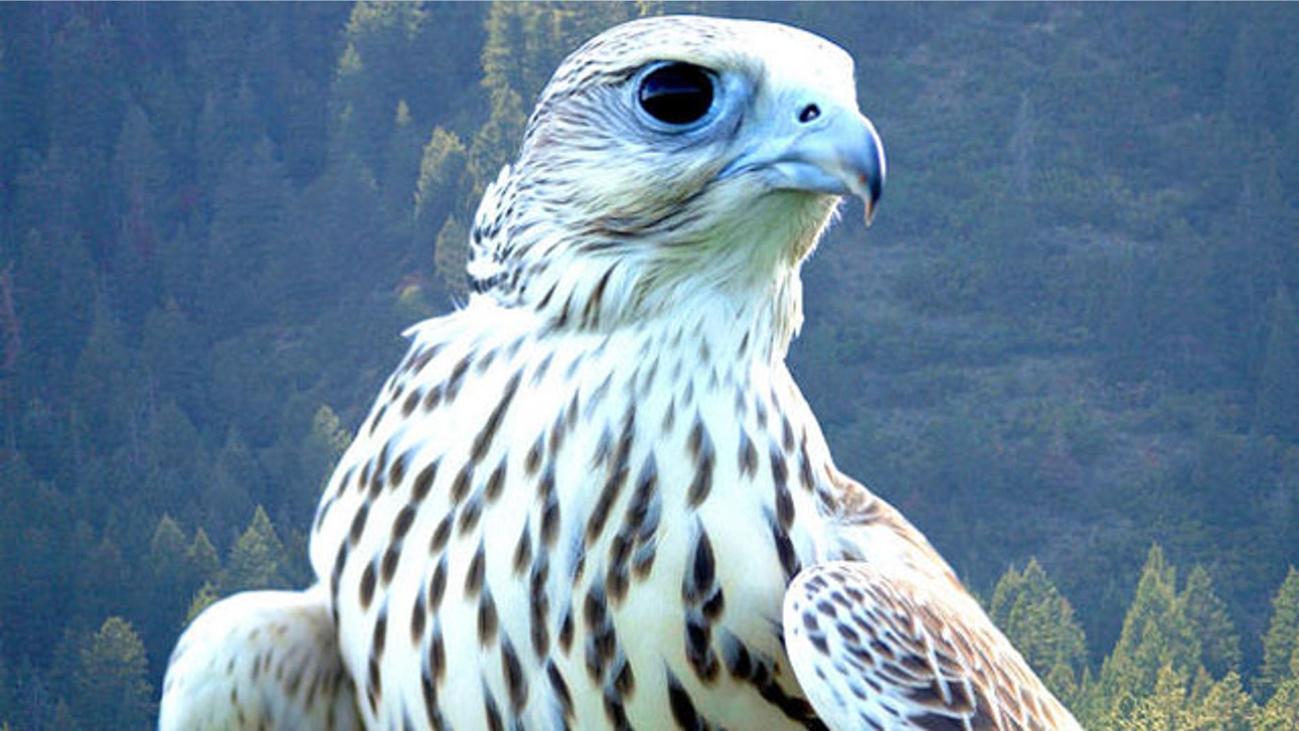 Falcons are mascots for the Air Force Academy's sports teams. One such bird was injured during a recent visit to the U.S. Military Academy at West Point, N.Y. (Associated Press)