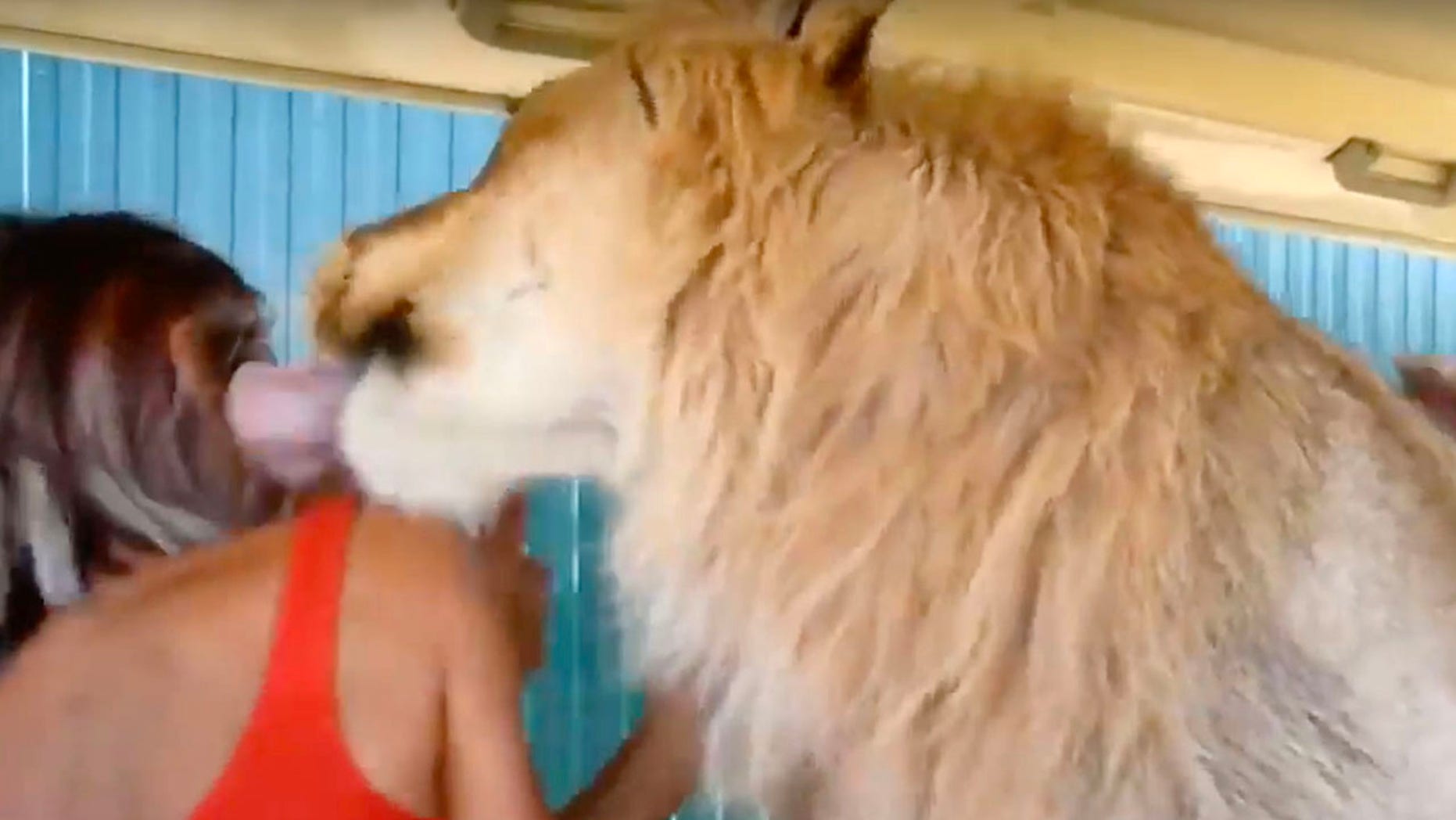 Tourists Licked Nuzzled By Loose Lion At Safari Park Weeks After Woman Was Mauled Fox News