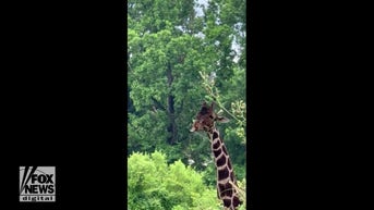 Giraffe catches RAINDROPS on tongue