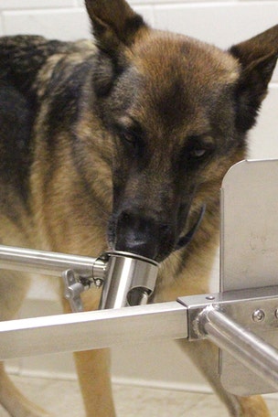 Can dogs SMELL coronavirus?