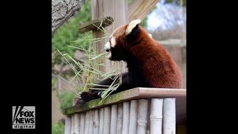 WATCH: Panda snacks on greenery