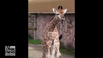 WATCH: Giraffe explores new home