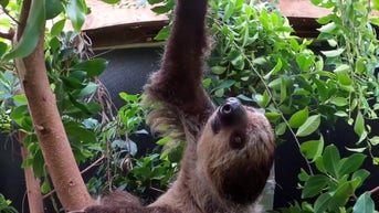 WATCH: Sloth settles into zoo