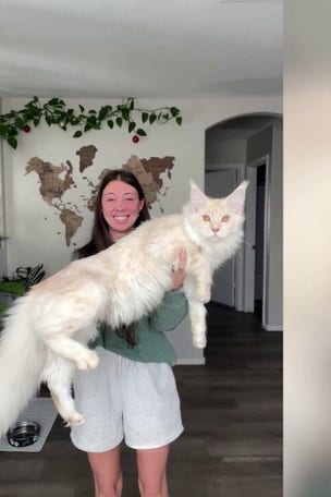 SEE IT: Enormous CAT