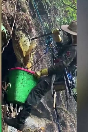 SEE IT: Beekeepers make RISKY moves