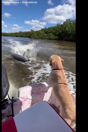 SEE IT: Dog excited by DOLPHINS
