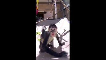 WATCH: Rescued spider monkeys thrive