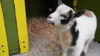 WATCH: Kid goats enjoy new home