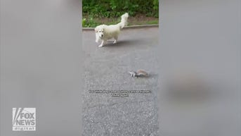 WATCH: Golden retriever befriends baby squirrel