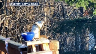 Squirrel gets drunk off bad pears, teeters on railing, Minnesota woman’s video shows