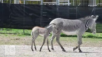 WATCH: Zebra foal born at zoo